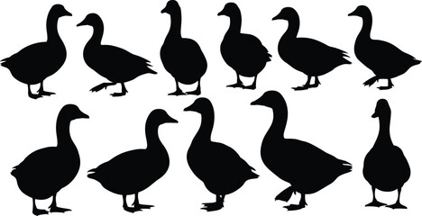 Black silhouette geese in various poses, walking and standing birds, vector illustration for farm design, nature icon set, minimal style