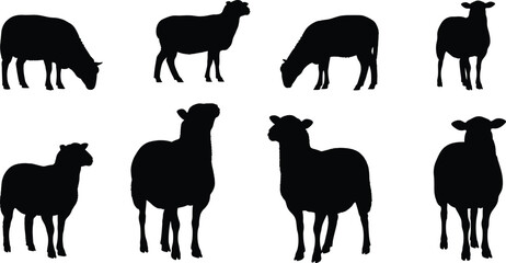 Black silhouette sheep in various poses, grazing and standing animals, minimal vector illustration for farm design, livestock icon set, nature concept