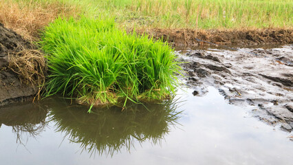 Rice seedlings ready for planting in the fields