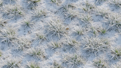 Overhead View of Frost- Covered Grass Blades in a Field on a Cold Morning winter Background