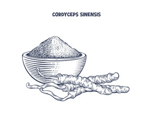 Cordyceps sinensis. Dried mushrooms and a bowl of mushroom powder. Hand drawn vector illustration of a natural and alternative medicine ingredient