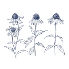 Echinacea purpurea. Hand drawn vector illustration of Echinacea flowers
