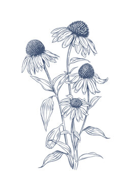 Echinacea purpurea. Hand drawn vector illustration of Echinacea flowers
