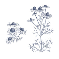 Matricaria chamomilla. Hand drawn botanical vector illustration 

