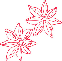 Minimalist star anise line art illustration &mdash; elegant winter spice element, simple Scandinavian holiday graphic, modern outline vector for seasonal and Christmas design projects.