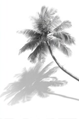 Palm tree silhouette cast on white. Tropical simplicity in monochrome
