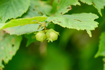 Corylus heterophylla, a deciduous shrub in the Betulaceae family, recognized by its flat-tipped serrated leaves, yellow spring flowers, and edible hazel nuts that ripen in autumn. Korea.