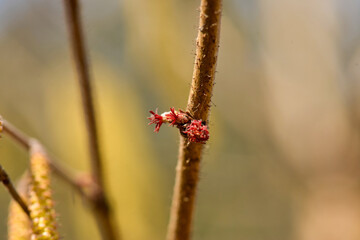 Fototapeta premium Corylus heterophylla, a deciduous shrub in the Betulaceae family, recognized by its flat-tipped serrated leaves, yellow spring flowers, and edible hazel nuts that ripen in autumn. Korea.