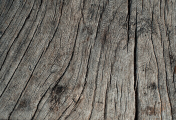 Obraz premium Rough texture of oak wood. Old worn wooden surface for the background