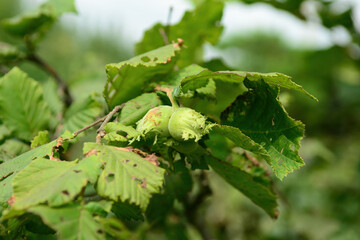 Corylus heterophylla, a deciduous shrub in the Betulaceae family, recognized by its flat-tipped serrated leaves, yellow spring flowers, and edible hazel nuts that ripen in autumn. Korea.