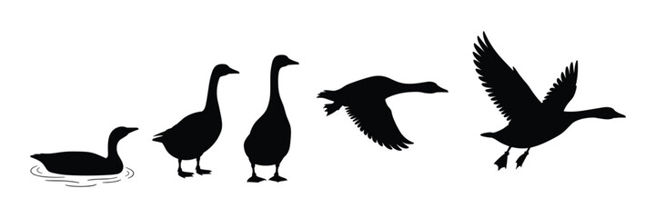 Silhouette sequence of a goose swimming, standing, flying, and taking flight.