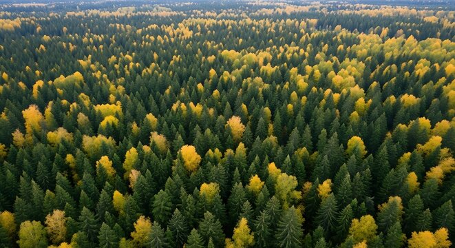 Aerial view of autumn forest canopy with yellow and green trees - Powered by Adobe