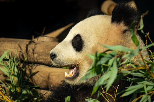 Giant Panda