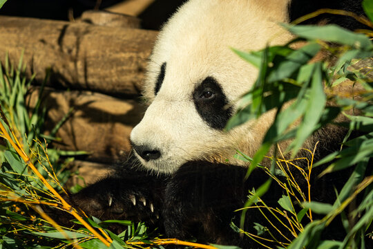 Giant Panda