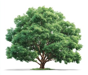 Full tree with leafy green canopy and sturdy brown trunk on white