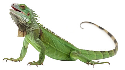 dragon, isolated on a transparent background PNG