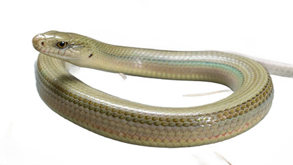 dragon, isolated on a transparent background PNG