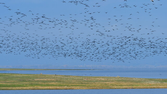 lake Kerkini in Greece under fishing attack of cormorants,gulls and pelicans