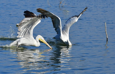 two pelicans fishing in lake Kerkini,Greece