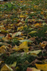 Carpet of fallen yellow autumn leaves on moss-covered steps or grass