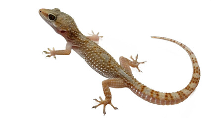 dragon, isolated on a transparent background PNG