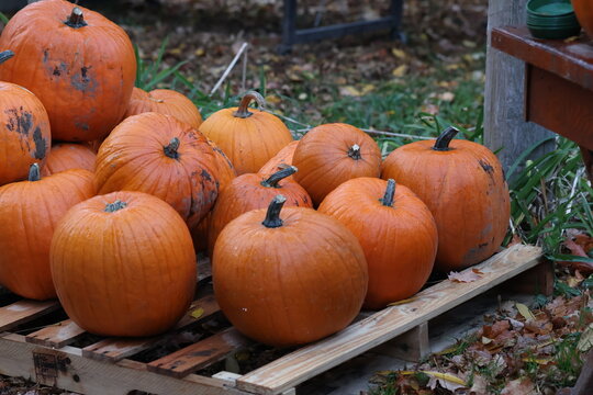 ellow and Orange Pumpkins for Sale at Street Market