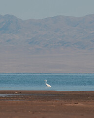 An elegant white heron stands alone in shallow water near the shore of a wide lake. Majestic mountain ranges rise on the horizon, merging with the misty sky. 