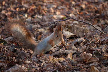 Wild Red Squirrel Running/Hopping on the Forest Floor Covered with Dry Autumn Leaves.