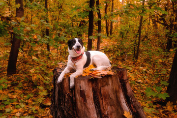 Autumn in the forest where a happy black and white dog sits on an old tree stump, surrounded by bright yellow and orange leaves.