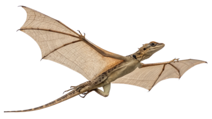 dragon, isolated on a transparent background PNG
