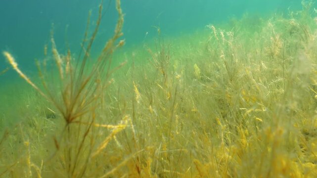 Bulbous rush aquatic plant growing on lake bottom