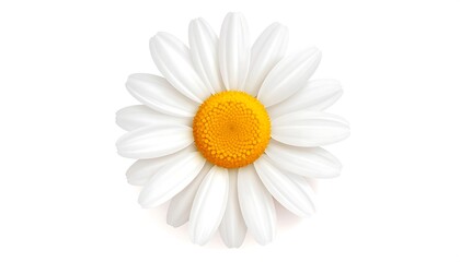 A single white daisy with a yellow center sits on a white background.