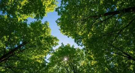 A low angle view looking up at a green forest canopy against a blue sky. The sun shines through the vibrant leaves. Nature and environment background