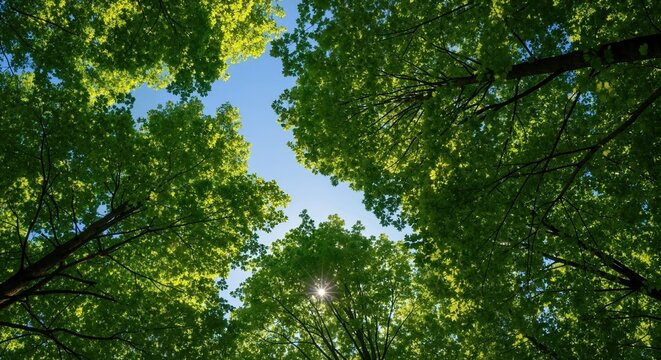 A low angle view looking up at a green forest canopy against a blue sky. The sun shines through the vibrant leaves. Nature and environment background
