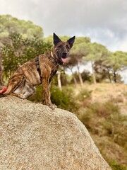 Brindle Mixed Dog Sitting on Mountain Rock, Watching Surroundings – Outdoor Nature Footage