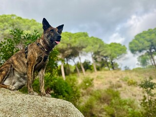 Brindle Mixed Dog Sitting on Mountain Rock, Watching Surroundings – Outdoor Nature Footage