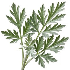 Fototapeta premium Green artemisia absinthium leaves isolated white background