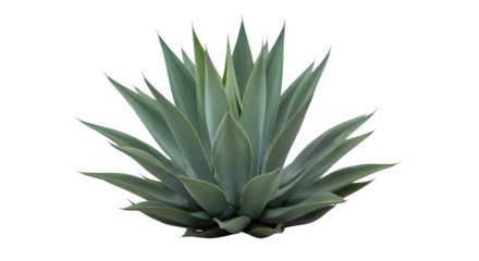 Close up of a spiky blue green agave plant with sharp leaves against a black background