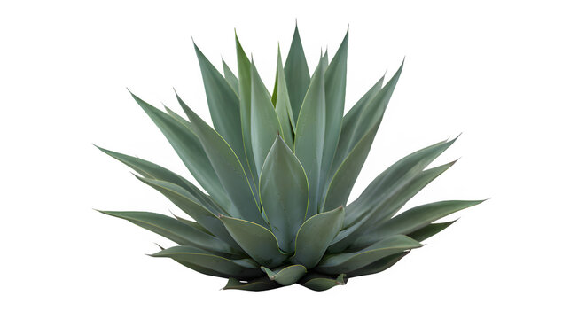 Close up of a spiky blue green agave plant with sharp leaves against a black background