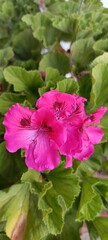 pink geranium