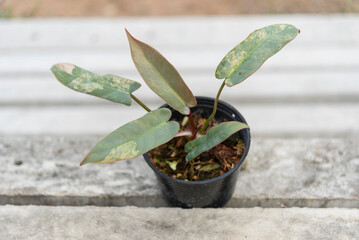 Closeup to Philodendron Atabapoense varigated rare plant in the pot  