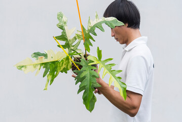 Closuep to fresh Philodendron Distantilobum x Philodendron Florida beauty Variegated 