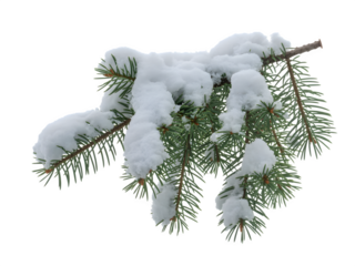 A close up of a snow covered pine tree branch with green needles and a dark background isolated on transparent background