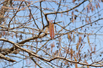 Alnus incana subsp. hirsuta, a deciduous broadleaf tree species of the Betulaceae family, known for its serrated oval leaves, rough bark, and resilience in cold climates. Photographed in Korea.