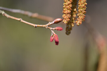 Alnus incana subsp. hirsuta, a deciduous broadleaf tree species of the Betulaceae family, known for its serrated oval leaves, rough bark, and resilience in cold climates. Photographed in Korea.