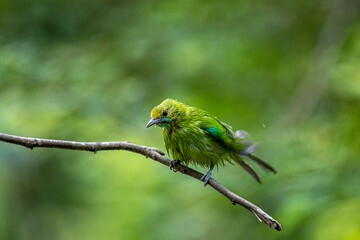A small, bright green bird with ruffled feathers sits perched on a thin brown branch against a blurred forest background.