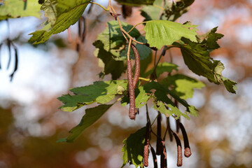 Alnus incana subsp. hirsuta, a deciduous broadleaf tree species of the Betulaceae family, known for its serrated oval leaves, rough bark, and resilience in cold climates. Photographed in Korea.