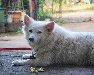 A Calm Indian Spitz Dog Sitting on the Ground