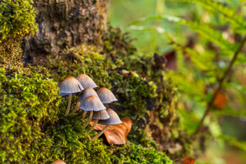 View of delicate mushrooms sprout from a mossy tree trunk, bathed in dappled sunlight filtering through the lush green canopy, Savernake Forest, Marlborough, United Kingdom.