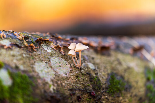 View of delicate, pale mushrooms sprout from the mossy bark of a fallen tree, bathed in the warm glow of autumnal light, Savernake Forest, Marlborough, United Kingdom.